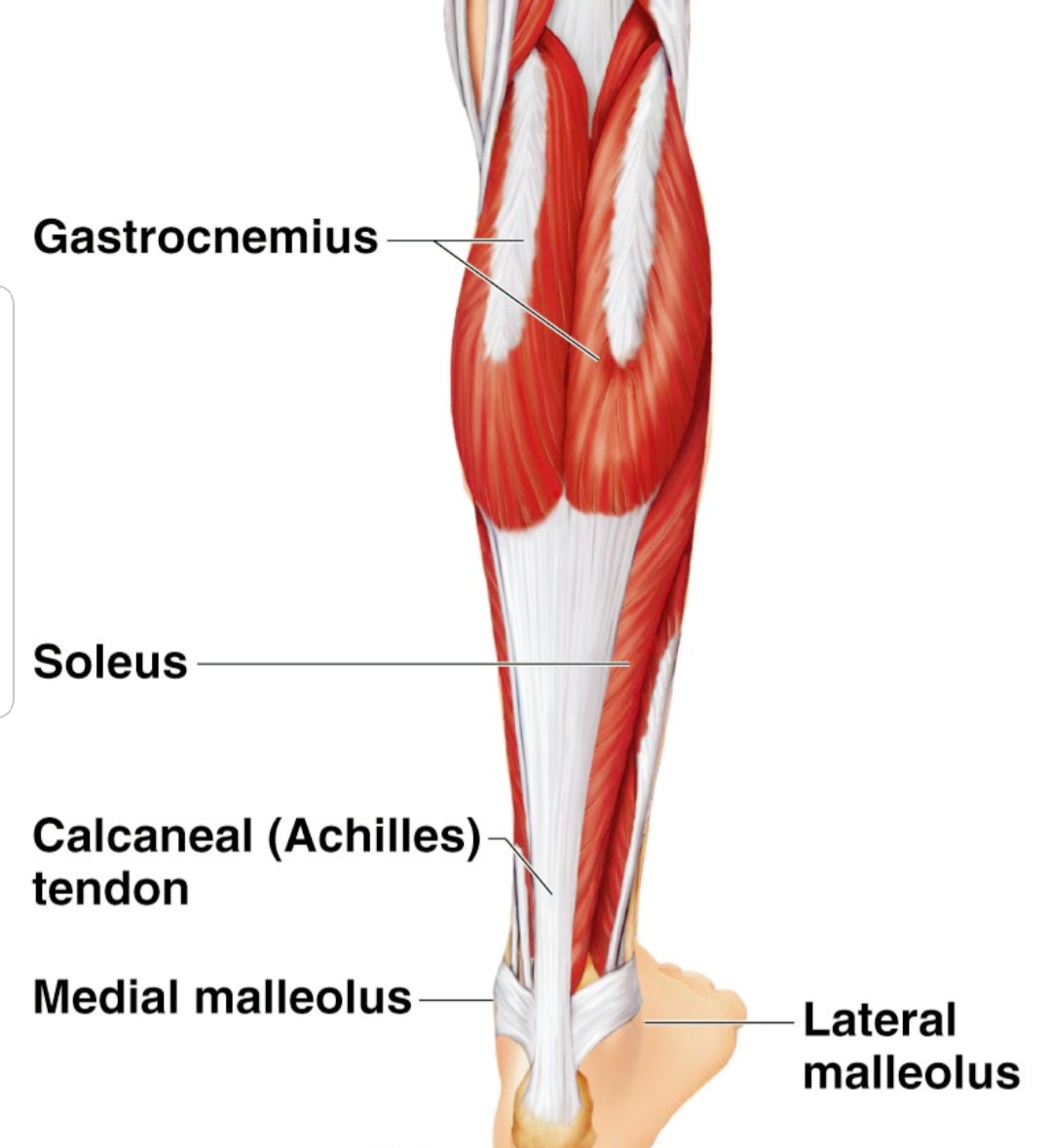 Calf And Shin Muscle Pain At Kenneth Dodd Blog