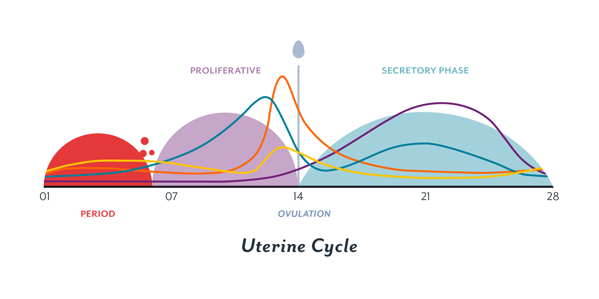 menstrual cycle graph 01 | Sports Physio Massage Gold Coast | Ashmore ...